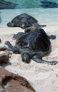 View of turtles on beach