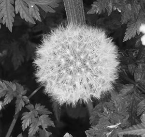 Close-up of white dandelion