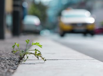 Close-up of small plant growing on road