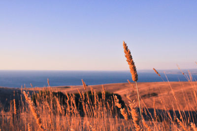 Close-up of stalks in field against clear sky