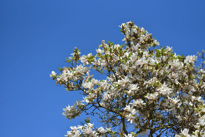 Flowering of white magnolia against the blue sky