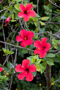 Close-up of red flowering plant