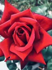 Close-up of rose bouquet