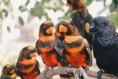 Close-up of parrot perching