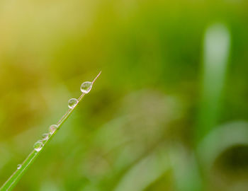 Close-up of raindrops on leaf