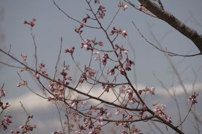 Low angle view of pink flowers