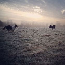 Dogs on field against sky during sunset