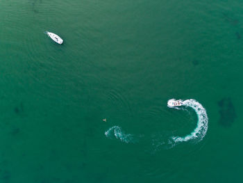 High angle view of jellyfish swimming in sea