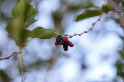 Close-up of red berries growing on tree