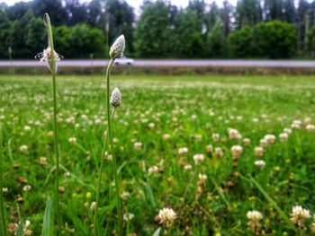 View of flowering plants on field