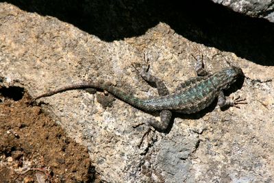 Close-up of lizard