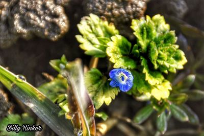 Close-up of flowers