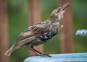 Close-up of bird perching on wood