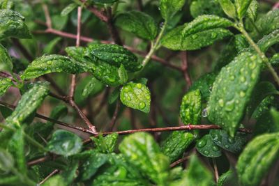 Close-up of water drops on plant