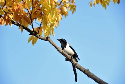 Low angle view of bird perching on tree against sky