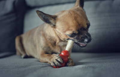 Close-up of a dog lying down