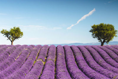 Scenic view of purple flowering plants against sky