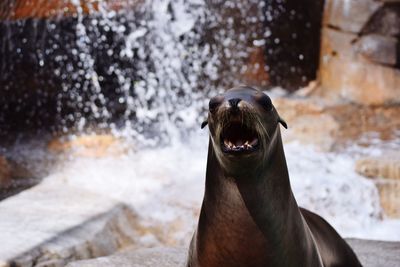 Close-up of sea lion in water