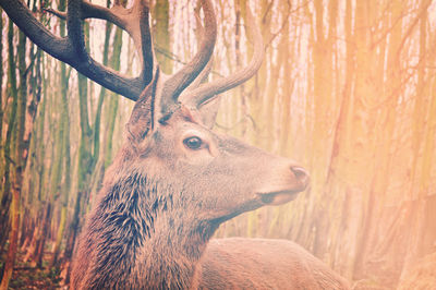 Deer in a forest