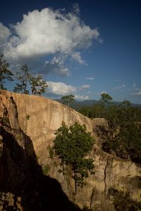 Plants growing on rock against sky