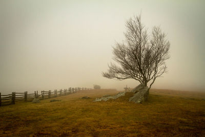 Bare tree on field against sky in fog