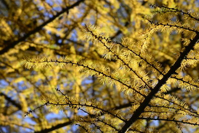 Low angle view of flowering plant against tree