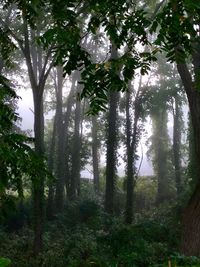 Trees in forest