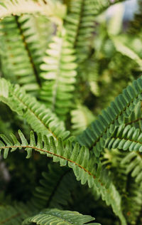 Gardening, planting and flora concept - close up of fern at greenhouse. floral background