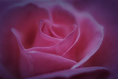 Macro shot of rose