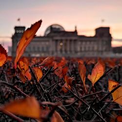 Close-up of orange leaves against sky during sunset