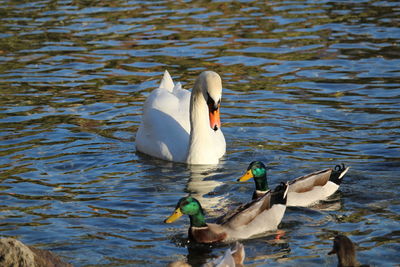 Swans swimming on lake