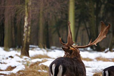 Close-up of deer on snow field