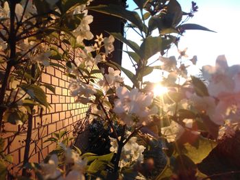 Close-up of flower tree against sky