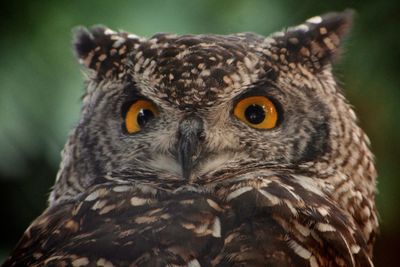 Close-up of owl