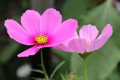 Close-up of pink cosmos flower