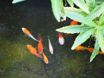 High angle view of koi carps swimming in pond