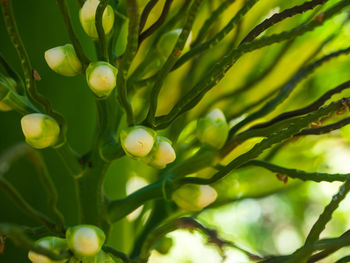 Close-up of fresh green tree