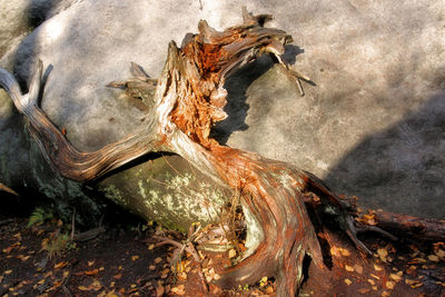 Close-up high angle view of dead tree