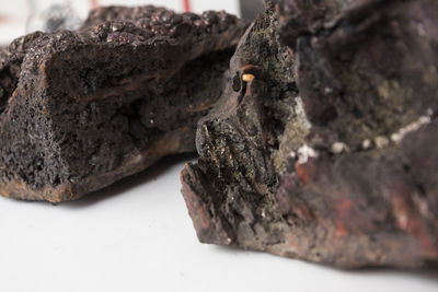 Close-up of rock on tree trunk