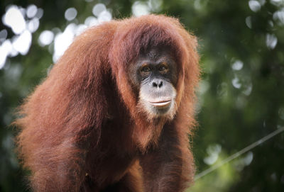 Close-up of a monkey looking away