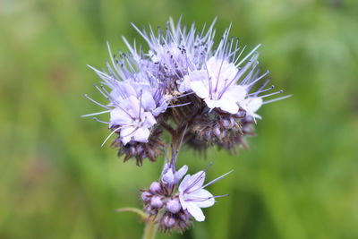 Close-up of bee on purple flower