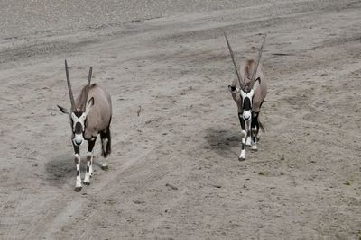 Horses standing in a field
