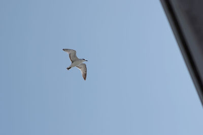 Low angle view of seagull flying in sky