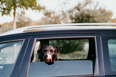 Portrait of dog on car