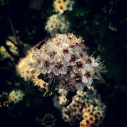 Close-up of flowers against blurred background