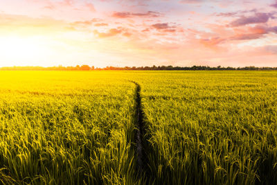 Scenic view of agricultural landscape against sky during sunset