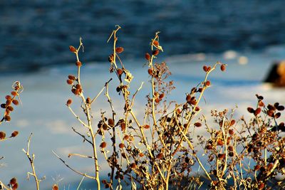 Close-up of flowering plants against sky