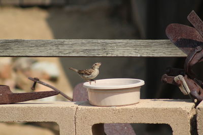 Close-up of birds on wood