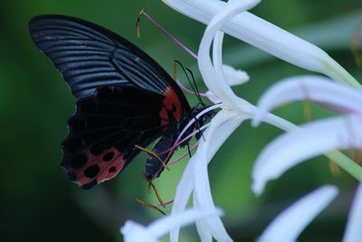 Close-up of butterfly pollinating on purple flower