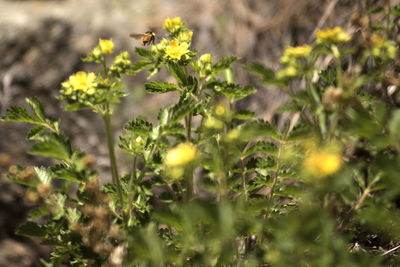 Close-up of bee on plant